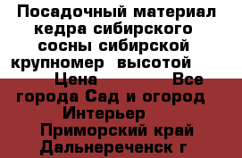 Посадочный материал кедра сибирского (сосны сибирской) крупномер, высотой 3-3.5  › Цена ­ 19 800 - Все города Сад и огород » Интерьер   . Приморский край,Дальнереченск г.